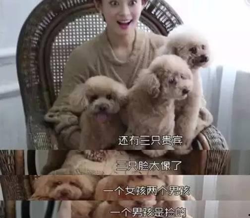 有宠物的明星,揭秘明星与爱宠的甜蜜日常