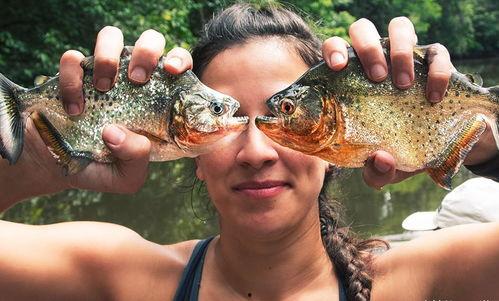 食人鱼吃牛视频,自然界的残酷法则