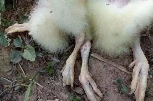 鹅打针视频,兽医细心呵护