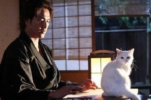 日本 猫 电视剧,日本猫咪电视剧大盘点