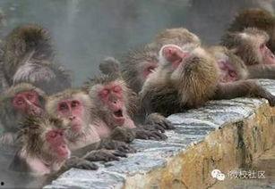 日本 猴子 温泉,日本猴子泡温泉的奇特现象揭秘