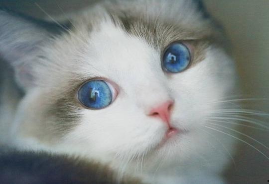 猫咪最新无码 经典无码,捕捉萌态瞬间，展现喵星人格魅力