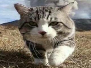 娱乐吃瓜小猫咪小说在线阅读,揭秘娱乐圈幕后风云