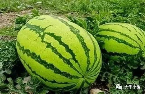 吃瓜在哪里看