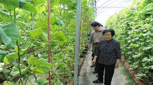 免费吃瓜官网免费